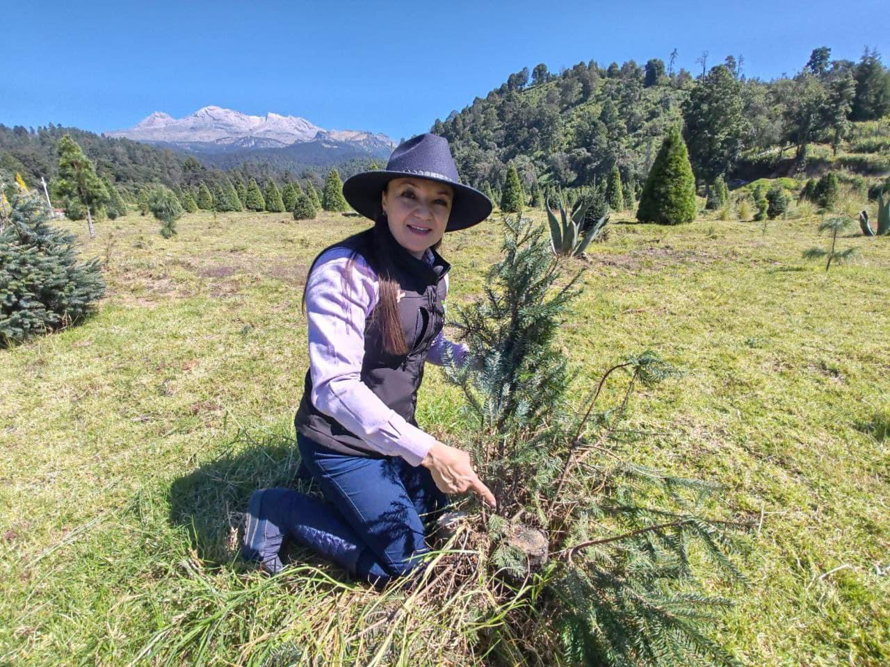 PRESIDENTA IVETTE TOPETE, DA INICIO A LA VENTA DE ARBOLITOS DE NAVIDAD 